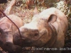 Rare Javan Rhino Mothers with Babies