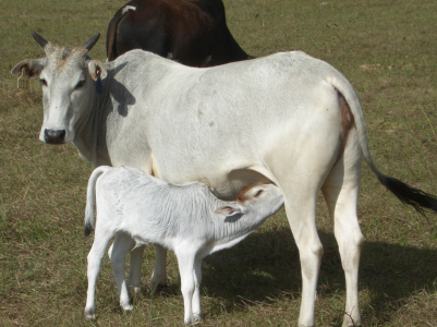 What the heck is a miniature Zebu? It’s a very rare breed of tiny cattle described by the FMZA/IMZA as the perfect family cow for the small farm! Miniature Zebu are the only true miniature breed of cattle.