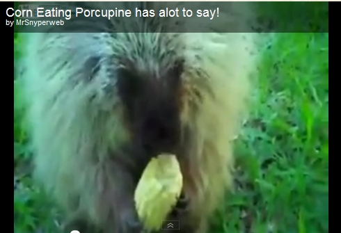 Teddy the talking porcupine loves corn on the cob and doesn't want to share.